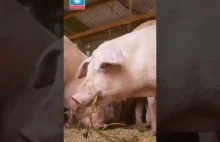 Przedstawiciele rodziny świniowatych