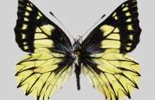 Naukowcy odkryli nowy gatunek motyla. Nazwali go na cześć Polaka