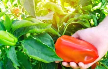 Nawet 4 tys. zł tygodniowo bez znajomości języka. Szukają chętnych do pracy