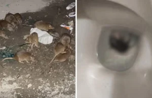 Plaga szczurów we Wrocławiu. Gryzonie wchodzą do domów przez ubikacje