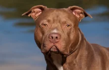 Zaginęły dwa pieski rasy amstaff