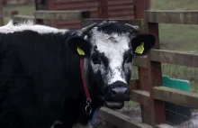 Kolejny przypadek wścieklizny. Krowa ale i chomiki choć w Moskwie