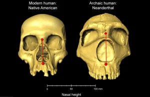 Geny odziedziczone po neandertalczykach mogą mieć wpływ na wielkość nosów