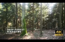 4K Sunny Forest Sounds - 2 Hours Nature Ambience Relaxing Birdsong