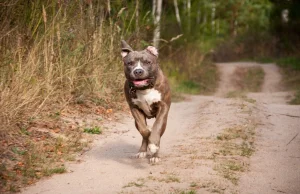 Pies w typie amstaff zaatakował 2-letnią dziewczynkę