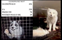 Zakaz hodowli zwierząt na futra uchwalony przez Sejm