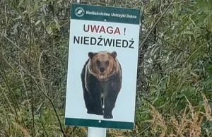 Bieszczady. Niedźwiedź zaatakował mężczyznę