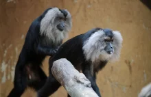 Porwanie w niemieckim zoo. Skradziono zagrożoną wyginięciem małpę