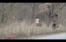 Prostytutki na trasie ostrowskiej