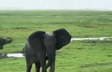 Słonie świętują narodziny słoniątka w Kenii
