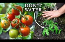 Jedyny właściwy sposób przesadzania pomidorów [Eng]