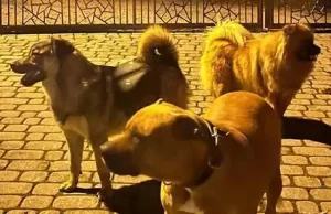 Agresywne psy w Rdzawce