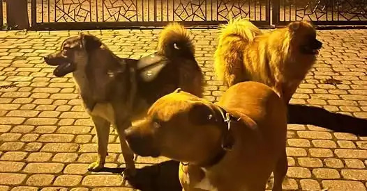 Agresywne psy w Rdzawce