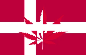 Medyczna marihuana w Danii – czy program pilotażowy działa?