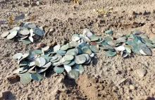 Skarb blisko 500 szt. srebrnych "groszy praskich" odkryli poszukiwacze (GALERIA)