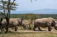 Kenia. Nosorożec biały północny na wymarciu. Naukowcy znaleźli sposób