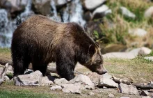 Kanada: Atak niedźwiedzia grizzly w Parku Narodowym. Dwie osoby nie żyją