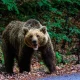 Śmiertelny atak niedźwiedzia podczas grzybobrania