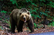 Śmiertelny atak niedźwiedzia podczas grzybobrania