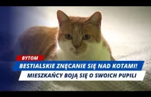 CSI Wykop: Zwyrodnialec łamie kotom kręgosłupy w Bytomiu. Jest nagroda!