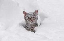 Koty bawiące się na śniegu