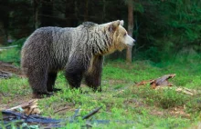 Niedźwiedź na ulicach Jordanowa. Władze apelują o ostrożność