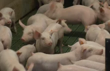 Świnia w każdym gospodarstwie?