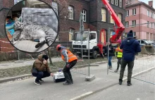 Kot z Katowic przeżył wybuch. Wiadomo, gdzie był w czasie eksplozji