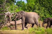 20 tysięcy słoni dla Berlina. Botswana reaguje gniewem