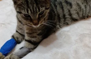 Leczenie FIP młodego kota po przejściach