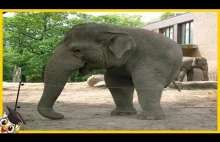 10 Słoni Które Rodzą Się Raz Na Tysiąc Lat