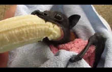 Mały nietoperz zjada banana