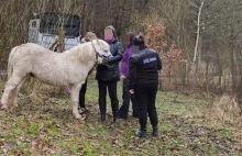 Odpowie za znęcanie się nad kucem