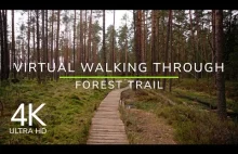 Virtual Walking Through Forest Trail - Nature Ambience Sounds | 4K ASMR