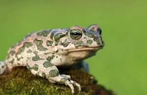 Ultradźwiękowa broń żab - niezwykłe odkrycie naukowców z Brazylii