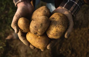 Lidlowe ziemniaki zawierają pestycydy? Sprawdzono dyskontowe kartofle.