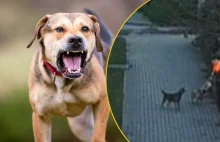 Psy osaczyły chłopca. Dramatyczne sceny w Bogatyni