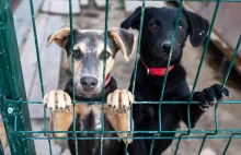 Korea Południowa. Zakaz jedzenia psiego mięsa. Parlament przyjął ustawę