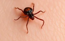 DIAGNOZA: BORELIOZA-CZY ZIOŁA CHIŃSKIE SĄ SKUTECZNE?