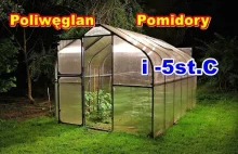Szklarnia z poliwęglanu i przymrozki- Czy pomidory przetrwały niskie temperatury