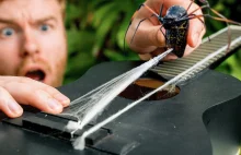 Jak "wydoić" pająka i zrobić strunę gitarową. Warto?