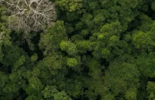 Wylesianie Puszczy Amazońskiej spadło o 61%