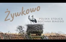 Polska stolica bociana białego w Żywkowie koło Górowa Iławeckiego