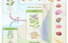 O pochodzeniu ziemniaków i ich bulw