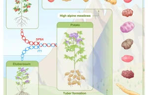 O pochodzeniu ziemniaków i ich bulw