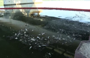 Prawie pół tony śniętych ryb w Odrze.