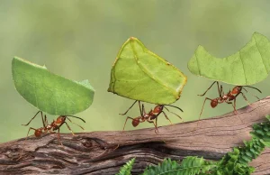 Mrówka Langtona - mikrosymulacja teorii wszystkiego