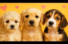 SŁODKIE PSIACZKI ROZCZULĄ KAŻDE SERCE