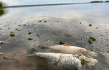 Prawie tona śniętych ryb w tydzień. Sytuacja w Odrze i jeziorze Dąbie coraz po-
