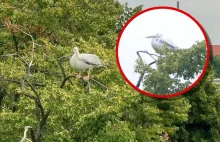 Opole: Pelikan uciekł z zoo. Złapanie "niemal niemożliwe" - Polsat News